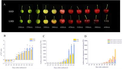 Potential regulatory genes of light induced anthocyanin accumulation in sweet cherry identified by combining transcriptome and metabolome analysis